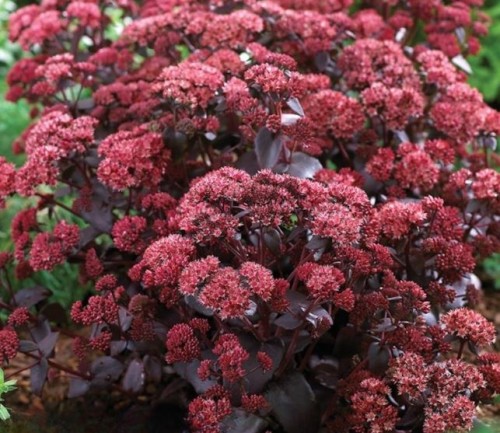 Przejdź do produktu Rozchodnik o ciemnych liściach Sedum Purple Emperor sadzonka 1szt