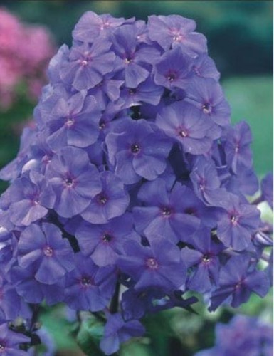 Przejdź do produktu Floks fioletowy AMETHYST płomyk wiechowaty phlox sadzonka kłącze