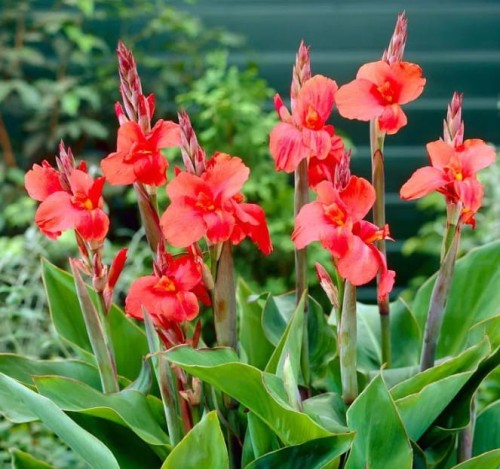 Przejdź do produktu Kanna paciorecznik canna MRS OKLAHOMA 3 SZT 1439