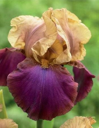 Przejdź do produktu Irys germanica kosaciec bródkowy GALA MADRID kłącze 1szt 