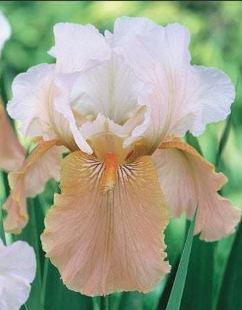 Przejdź do produktu Irys germanica kosaciec bródkowy FESTIVE SKIRT kłącze 1szt