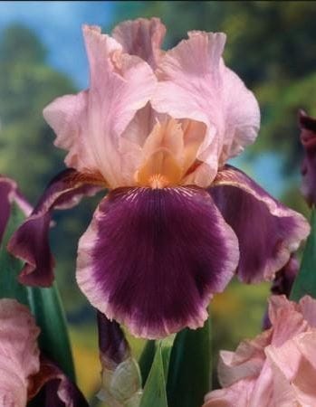 Przejdź do produktu Irys germanica kosaciec bródkowy WINE AND ROSES kłącze 1szt