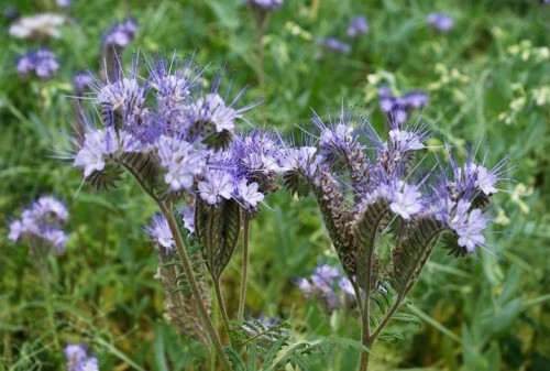 Przejdź do produktu Facelia błękitna poplon miododajna kwalifikowana nasiona 0,5kg