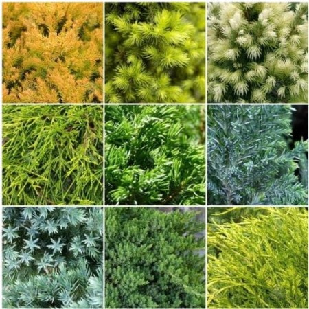 dfbz.JPG