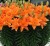 lilia-tiny-double-dutch-2.JPG
