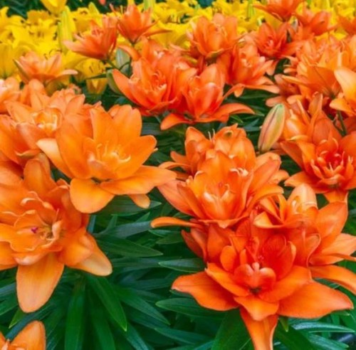 Przejdź do produktu Lilia pełna pomarańczowa Tiny Double Dutch 3 szt 1903