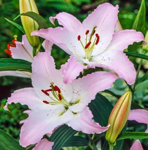 Przejdź do produktu Lilia orientalna ogrodowa pachnąca Pink News duże cebule 3szt 1906