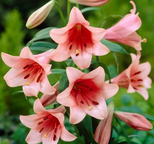 Przejdź do produktu Lilia orientalna trąbkowa OT Casa Rosa 3 szt. różowa duże cebule 1942