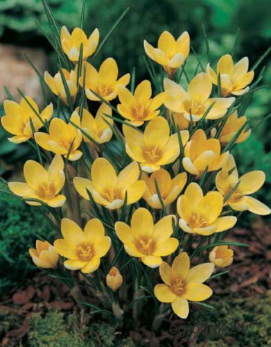 Przejdź do produktu Krokus żółty wczesny ROMANCE cebulki krokusów 50szt 1228