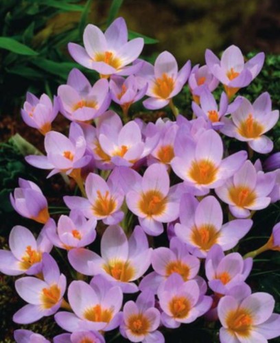 Przejdź do produktu Krokus różowy Firefly 50szt cebulki krokusów 1239