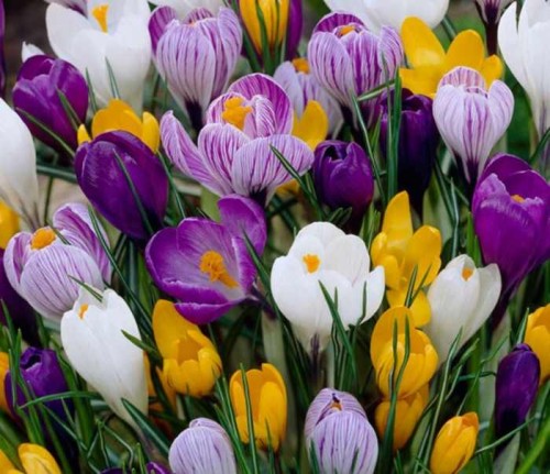 Przejdź do produktu Krokusy o dużych kwiatach 50szt cebulki krokusów