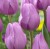tulipan-alibi-2.JPG