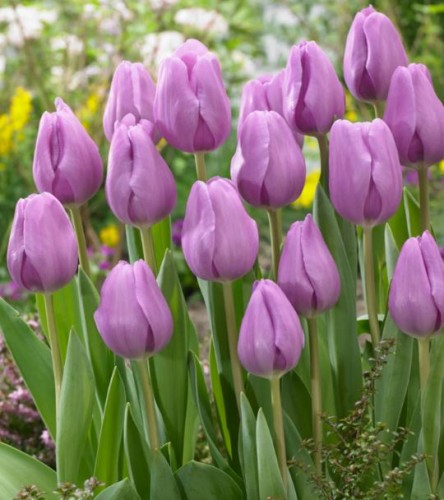 Przejdź do produktu Tulipan lawendowy Alibi 60cm zestaw 20 szt cebul 1271
