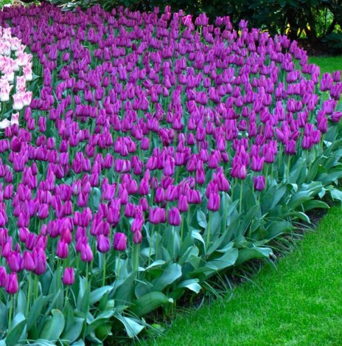 Przejdź do produktu Tulipan fioletowy Purple Prince zestaw 20 szt cebul  1327