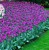 tulipan-fioletowy.JPG