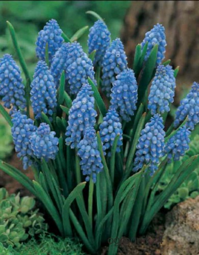 Przejdź do produktu Szafirki armeńskie niebieskie muscari armeniacum cebulki 20 szt. 1842