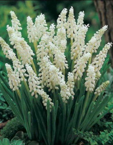 Przejdź do produktu Szafirki białe muscari album cebulki 20 szt. 1843