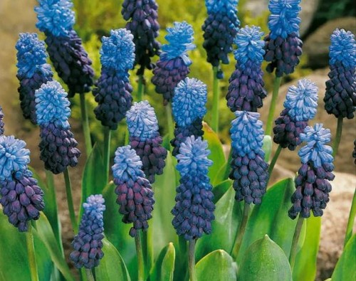Przejdź do produktu Szafirki szerokolistne muscari latifolium cebulki 20 szt. 