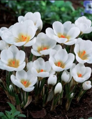 Przejdź do produktu KROKUS AUBADE cebulki krokusów białych 50szt 1250