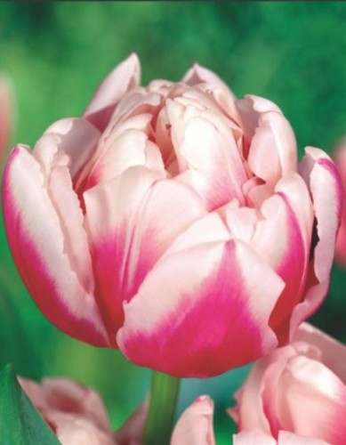 Przejdź do produktu Tulipan pełny Melrose 20 szt. cebul 1381