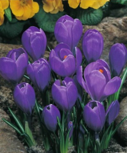 Przejdź do produktu Krokus Remembrance cebulki dużych krokusów 50szt 1214