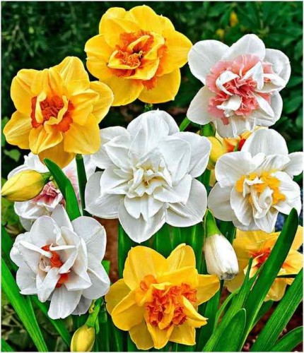 Przejdź do produktu Cebulki narcyzów narcyzy odmiany Rarytasy 20szt