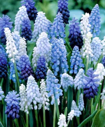 Przejdź do produktu Szafirki zestaw kolorów 50szt cebulek muscari
