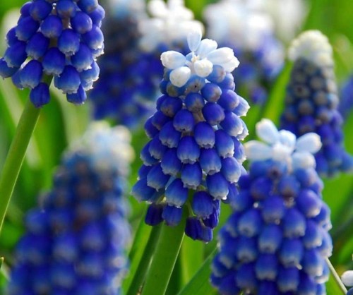 Przejdź do produktu Szafirki MOUNT HOOD muscari cebulki 20szt