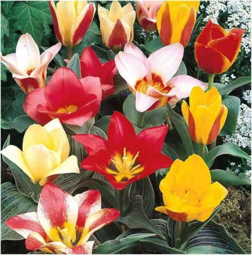 Przejdź do produktu Cebulki tulipanów niskie olbrzymie 25szt zestaw kolorów