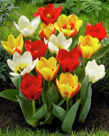 tulipany-otwarte-niskie.jpg