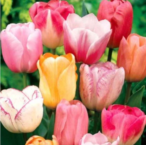 Przejdź do produktu Cebulki tulipanów zestaw Pastelowy  25szt