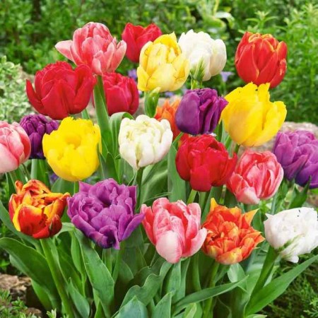 tulipany-pelne-wczesne.jpg
