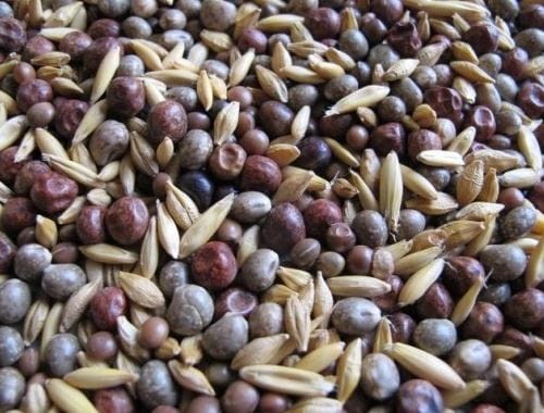 Przejdź do produktu Mieszanka poplonowa MP-5 do użyźniania gleby pod warzywa 1 kg Granum