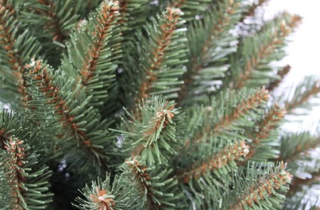 choinka-swierk-naturalny-1.JPG