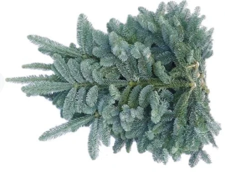 galezie-nobilis.JPG