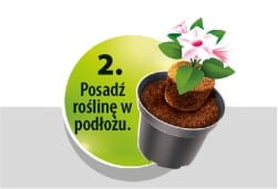 COMPO-SANA-DONICZKA-2W1-2.jpg