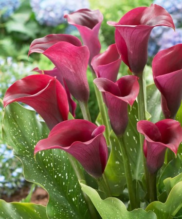 calla-captain-prado.JPG