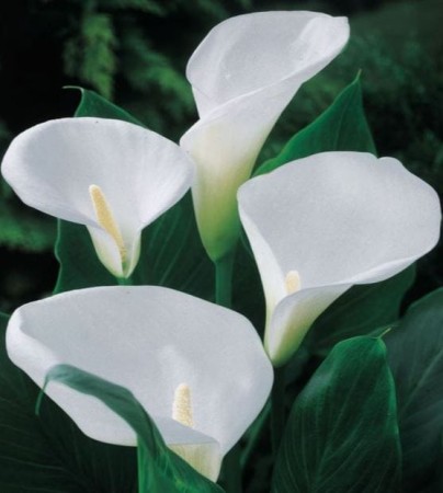 calla-biala.JPG