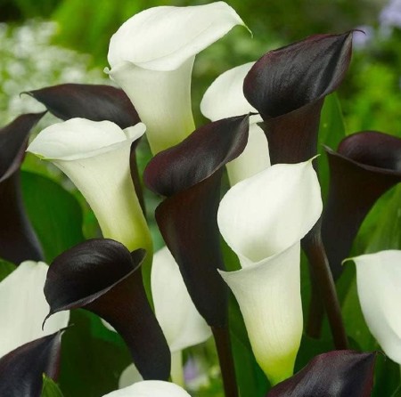 calla-black-white.JPG