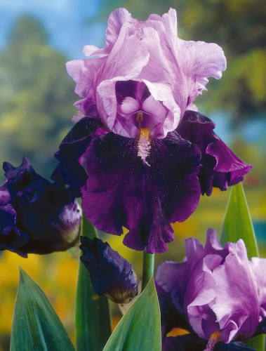 Przejdź do produktu Irys germanica kosaciec bródkowy lawendowo fioletowy Blue Bird Wine kłącze 1szt