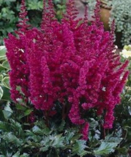 Przejdź do produktu Tawułka bordowa Visions In Red kłącze astilbe 3szt