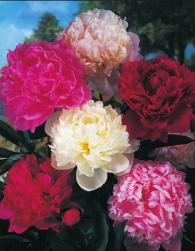 Przejdź do produktu Peonia piwonia mix zestaw kolorów kłącze 5szt