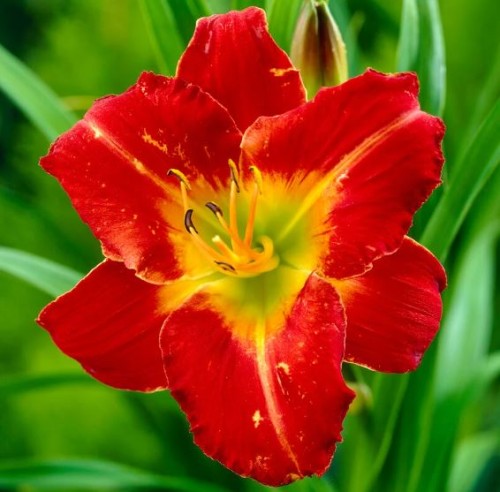 Przejdź do produktu Liliowiec czerwony Amadeus hemerocallis kłącze 1szt