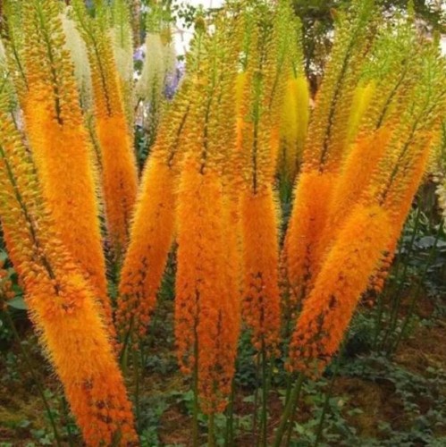 Przejdź do produktu Pustynnik himalajski pomarańczowy eremurus Cleopatra kłącze 1szt