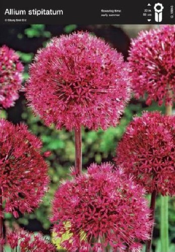 Przejdź do produktu Allium Stipitatum 18/20 czosnek ozdobny 1798