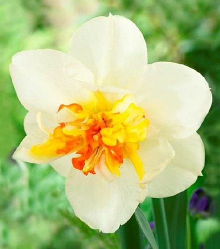 Przejdź do produktu Narcyz Charlotte Vreeburg 10 szt. 40 cm  14/16 1723