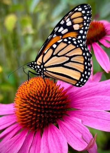 Przejdź do produktu Jeżówka echinacea purpurea przyciąga motyle sadzonka kłącze 5szt