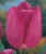 tulipan-pojedynczy-rozowy-don-quichotte.jpg