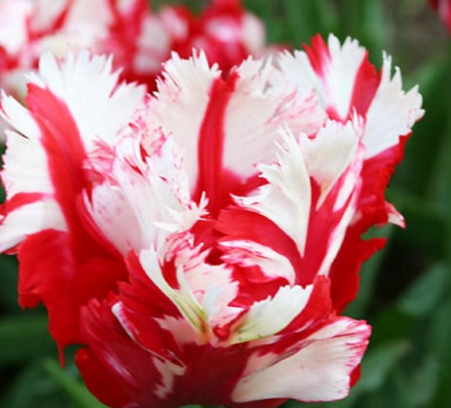 Przejdź do produktu Tulipan papuzi Estella 20 sztuk cebul 1552