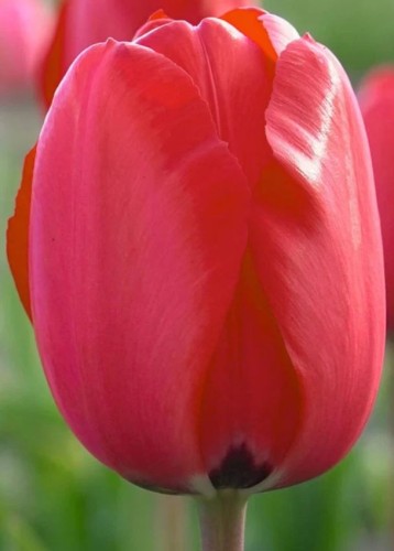 Przejdź do produktu Tulipan czerwony wysoki XL Red Impression Darwina zestaw 20 szt cebul 1294